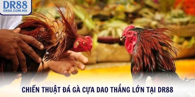 Đá gà cựa dao DR88 – Cược Thật Xem Thật Thắng Lớn Mỗi Trận - pezogi