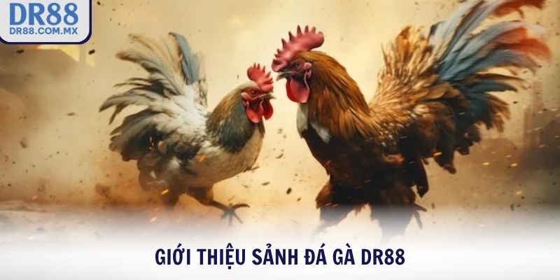Đá Gà DR88 – Xem Gà Chiến Live Cược Thật Thắng Lớn - pezogi