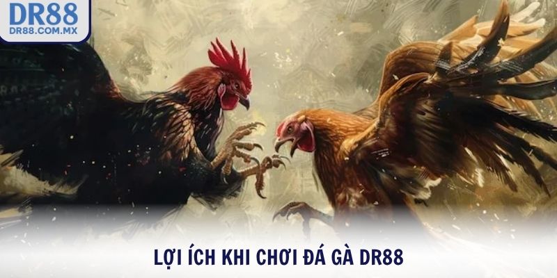 Đá Gà DR88 – Xem Gà Chiến Live Cược Thật Thắng Lớn - pezogi