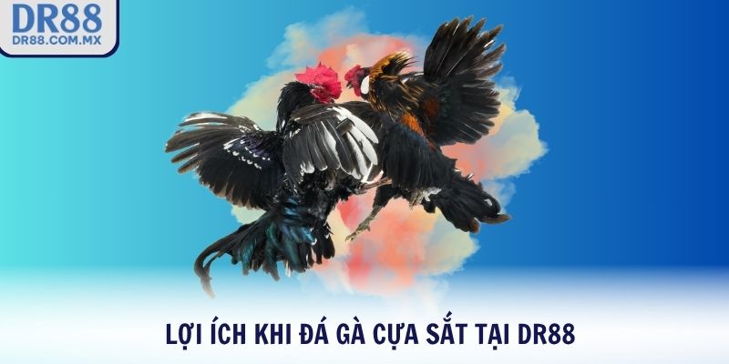 Đá Gà Cựa Sắt DR88 – Môn Giải Trí Dân Gian Đỉnh Cao 2026 - pezogi