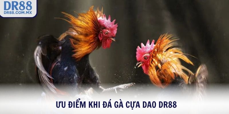 Đá gà cựa dao DR88 – Cược Thật Xem Thật Thắng Lớn Mỗi Trận - pezogi